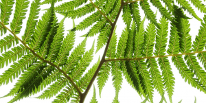 repeatable and sustainable processes